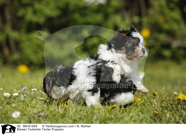 Biewer Yorkshire Terrier Puppies / RR-81665