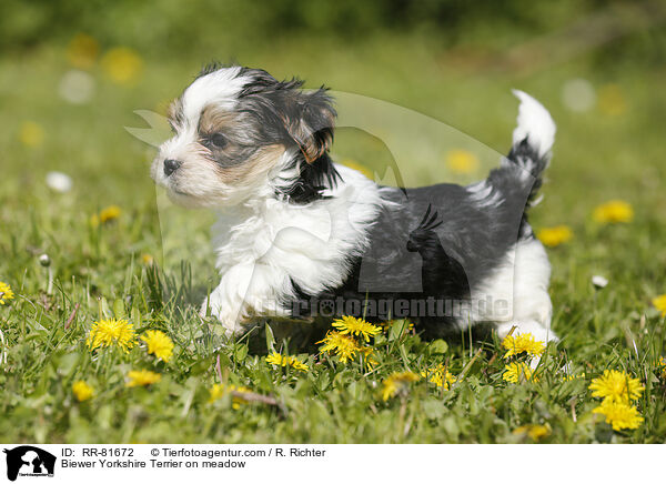 Biewer Yorkshire Terrier on meadow / RR-81672