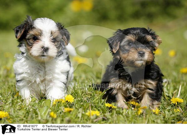 Yorkshire Terrier and Biewer Terrier / RR-81677