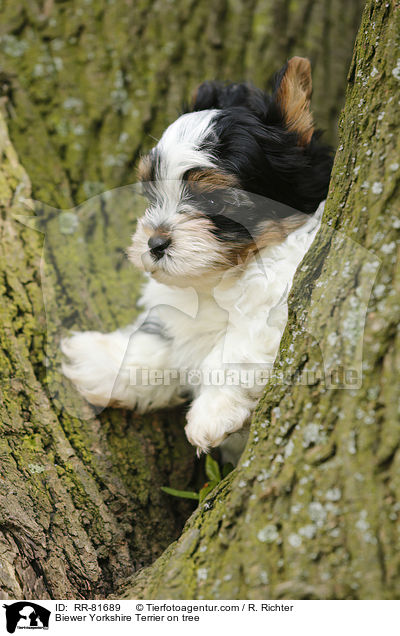 Biewer Yorkshire Terrier auf Baum / Biewer Yorkshire Terrier on tree / RR-81689