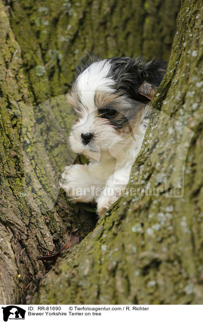 Biewer Yorkshire Terrier auf Baum / Biewer Yorkshire Terrier on tree / RR-81690