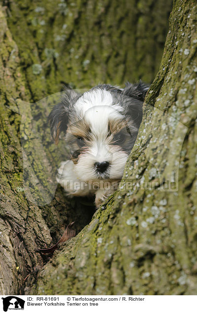 Biewer Yorkshire Terrier auf Baum / Biewer Yorkshire Terrier on tree / RR-81691