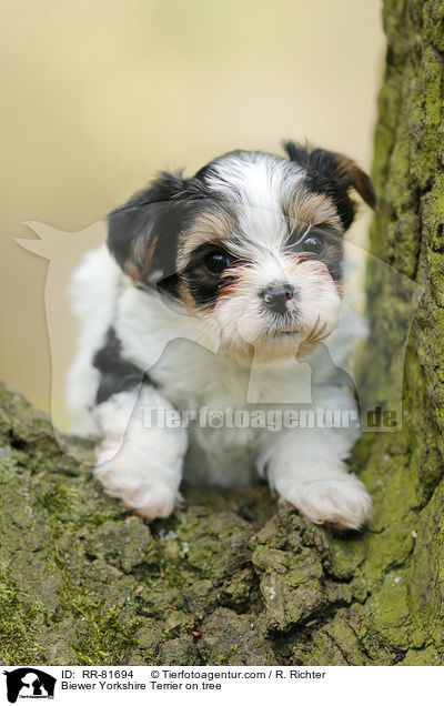 Biewer Yorkshire Terrier auf Baum / Biewer Yorkshire Terrier on tree / RR-81694