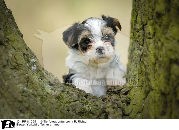 Biewer Yorkshire Terrier auf Baum / Biewer Yorkshire Terrier on tree / RR-81695