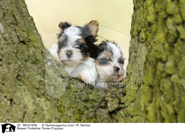 Biewer Yorkshire Terrier Welpen / Biewer Yorkshire Terrier Puppies / RR-81696