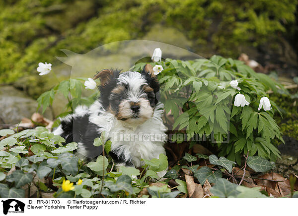 Biewer Yorkshire Terrier Welpe / Biewer Yorkshire Terrier Puppy / RR-81703