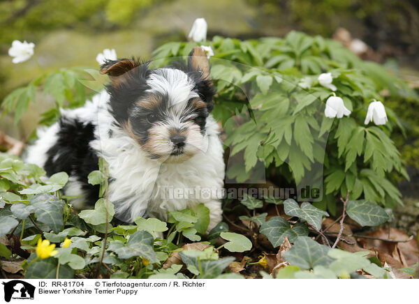 Biewer Yorkshire Terrier Puppy / RR-81704