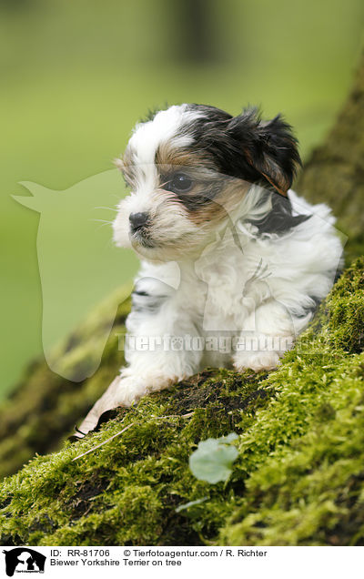 Biewer Yorkshire Terrier auf Baum / Biewer Yorkshire Terrier on tree / RR-81706