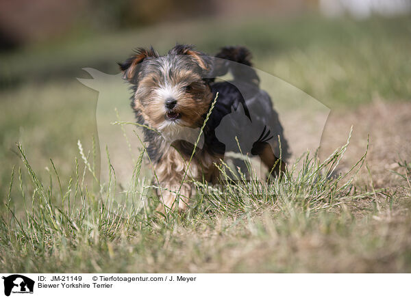 Biewer Yorkshire Terrier / Biewer Yorkshire Terrier / JM-21149