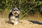 running Biewer Yorkshire Terrier