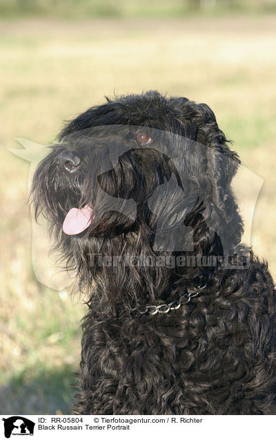 Black Russain Terrier Portrait / RR-05804