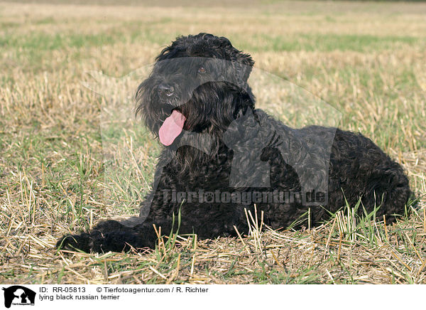 lying black russian terrier / RR-05813