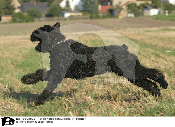 running black russian terrier / RR-05822