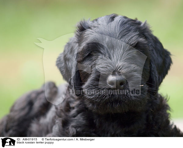 black russian terrier puppy / AM-01915