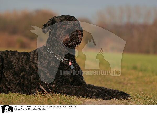 lying Black Russian Terrier / TB-01367