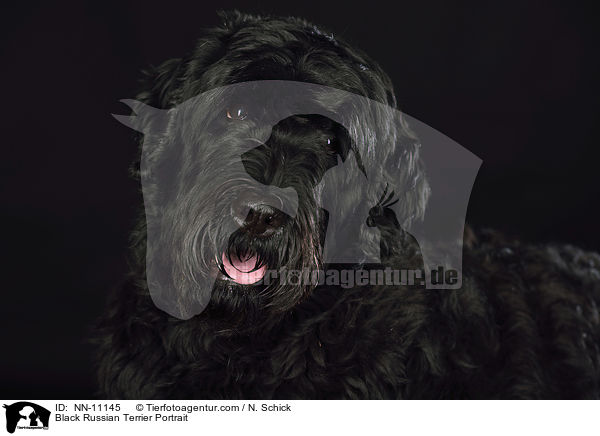 Black Russian Terrier Portrait / NN-11145