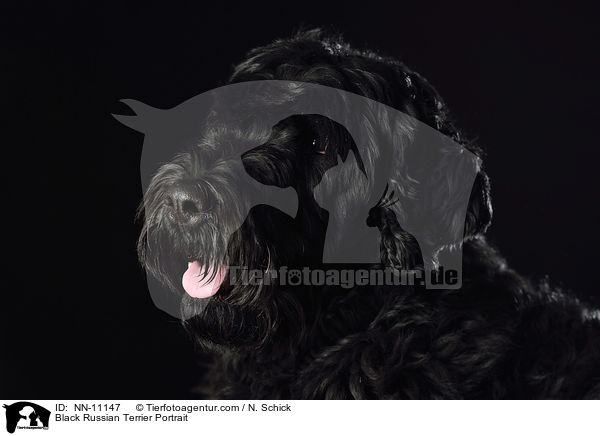 Black Russian Terrier Portrait / NN-11147