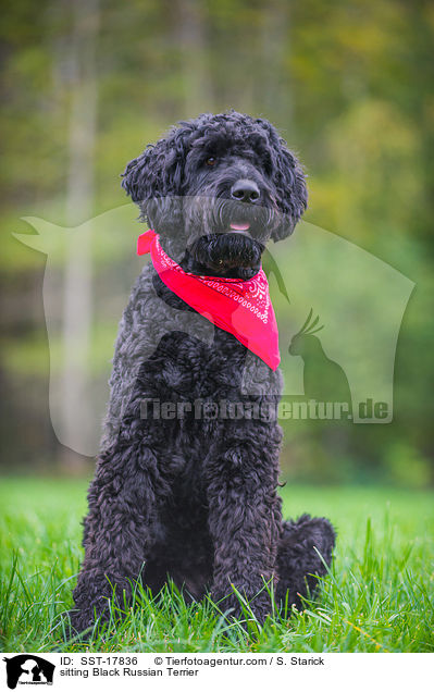 sitting Black Russian Terrier / SST-17836