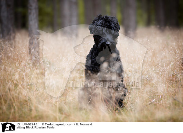 sitting Black Russian Terrier / UM-02245