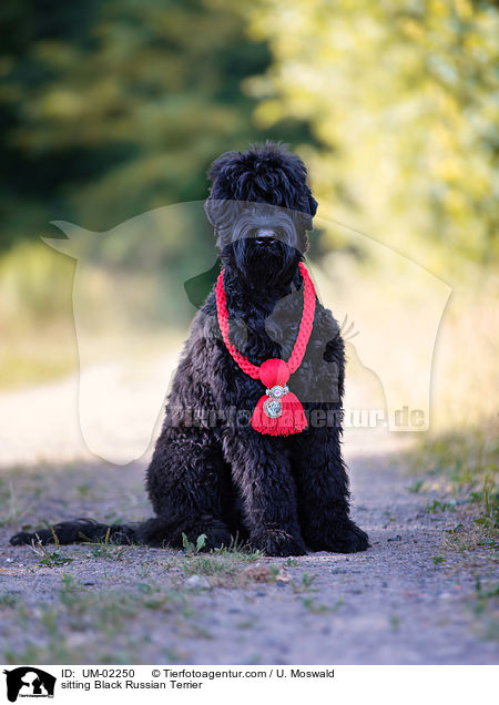 sitting Black Russian Terrier / UM-02250