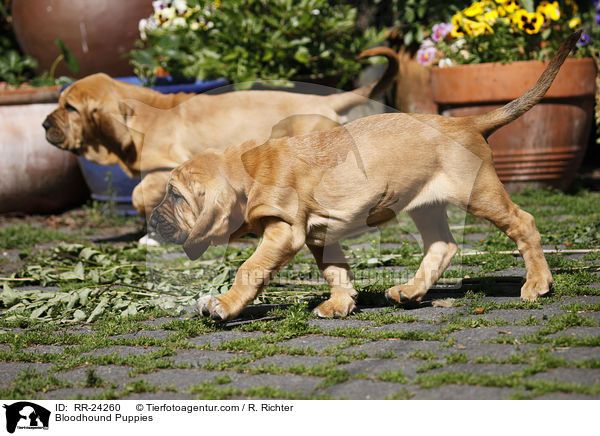 Bloodhound Puppies / RR-24260