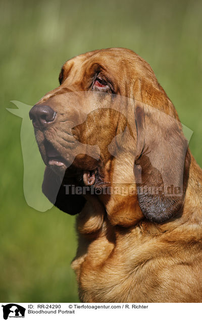 Bloodhound Portrait / RR-24290
