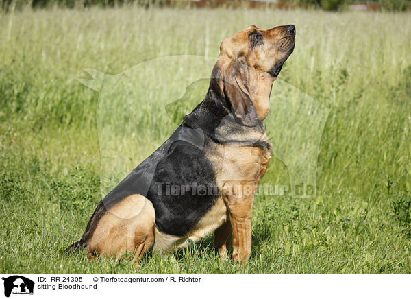 sitting Bloodhound / RR-24305
