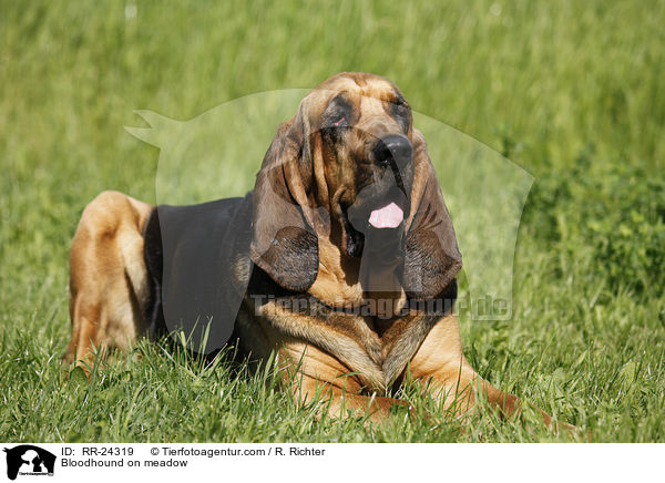 Bloodhound on meadow / RR-24319