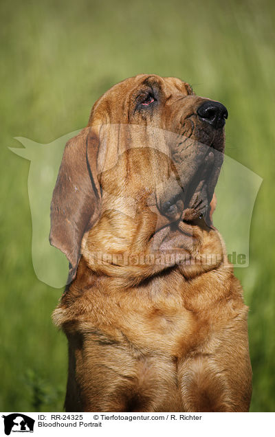 Bloodhound Portrait / RR-24325