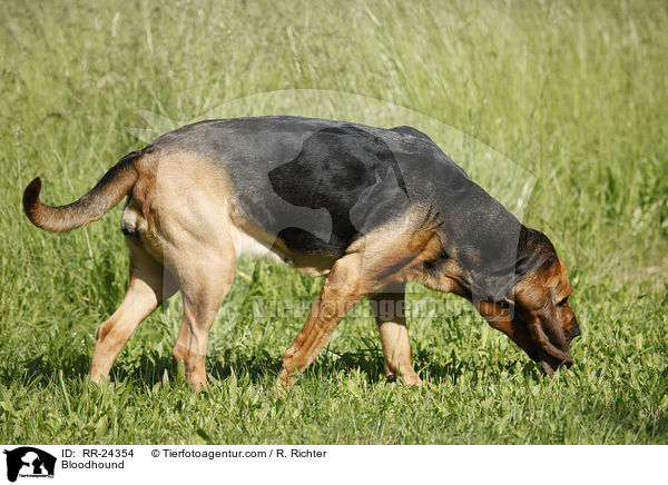 Bloodhound / RR-24354