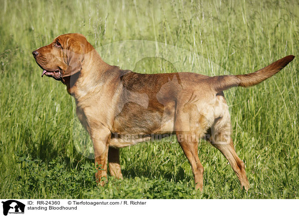 standing Bloodhound / RR-24360