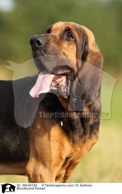 Bloodhound Portrait / DG-05182