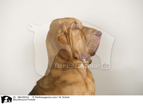 Bloodhound Portrait / NN-09034