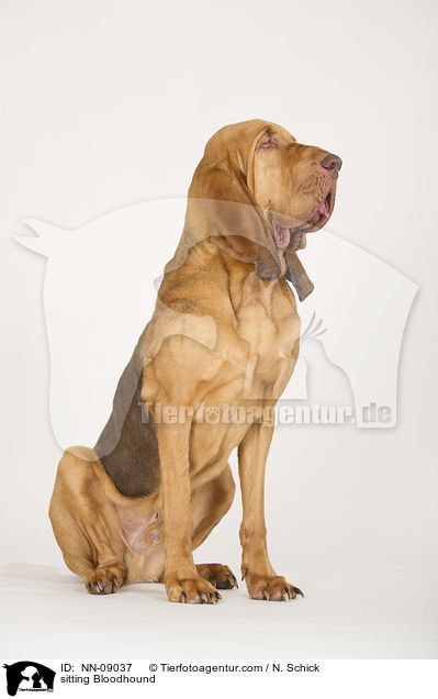 sitting Bloodhound / NN-09037