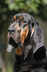 Bloodhound Portrait