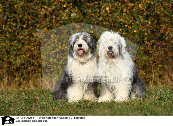 Bobtails / Old English Sheepdogs / JH-26265