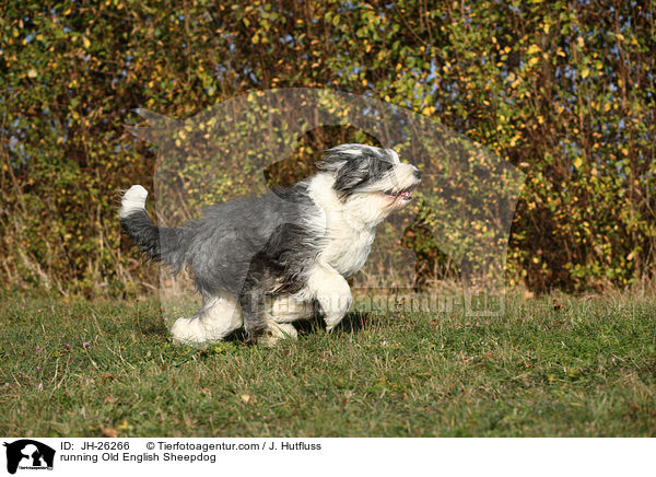 rennender Bobtail / running Old English Sheepdog / JH-26266