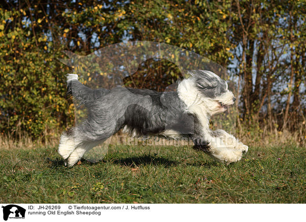 rennender Bobtail / running Old English Sheepdog / JH-26269