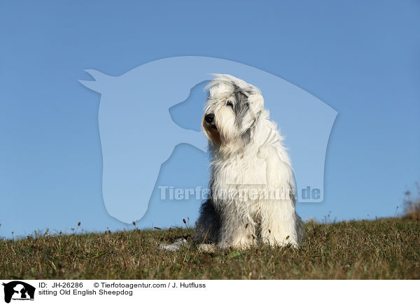 sitzender Bobail / sitting Old English Sheepdog / JH-26286