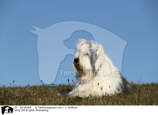 liegender Bobtail / lying Old English Sheepdog / JH-26289