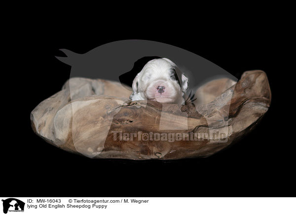 liegender Bobtail Welpe / lying Old English Sheepdog Puppy / MW-16043