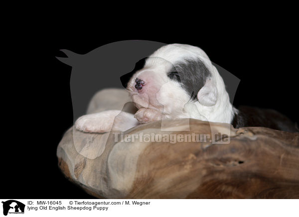 liegender Bobtail Welpe / lying Old English Sheepdog Puppy / MW-16045