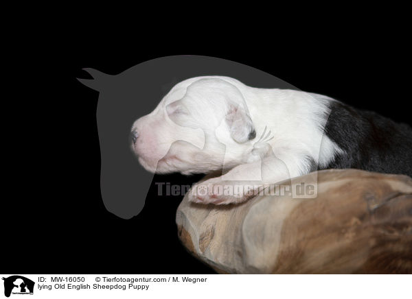 liegender Bobtail Welpe / lying Old English Sheepdog Puppy / MW-16050