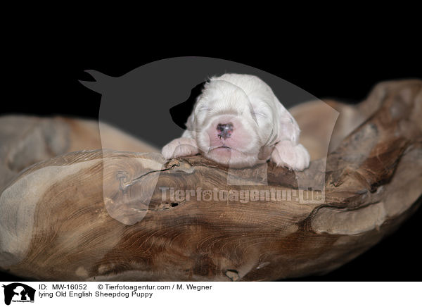 liegender Bobtail Welpe / lying Old English Sheepdog Puppy / MW-16052