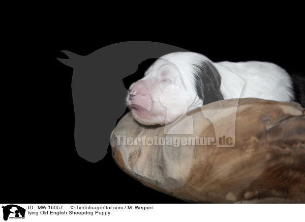 liegender Bobtail Welpe / lying Old English Sheepdog Puppy / MW-16057