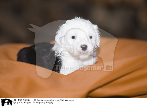 liegender Bobtail Welpe / lying Old English Sheepdog Puppy / MW-16062