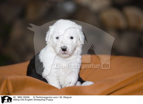 sitzender Bobtail Welpe / sitting Old English Sheepdog Puppy / MW-16068
