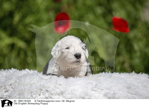 Bobtail Welpe / Old English Sheepdog Puppy / MW-16429