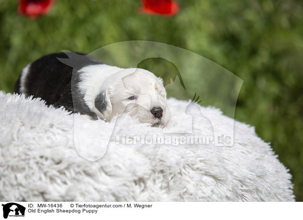 Bobtail Welpe / Old English Sheepdog Puppy / MW-16436