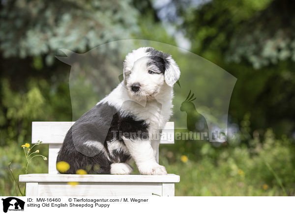 sitting Old English Sheepdog Puppy / MW-16460